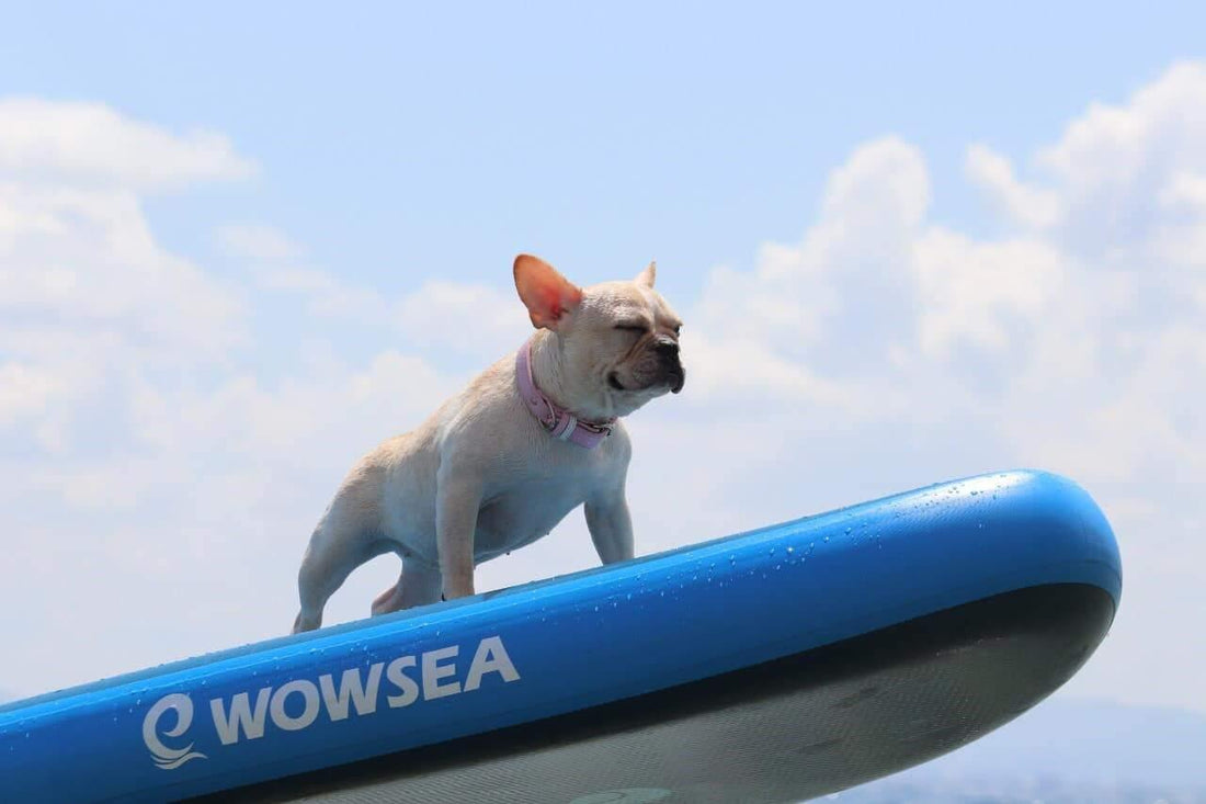 Stand up Paddle Boarding with Your Pet Dogs - WOWSEA SUP