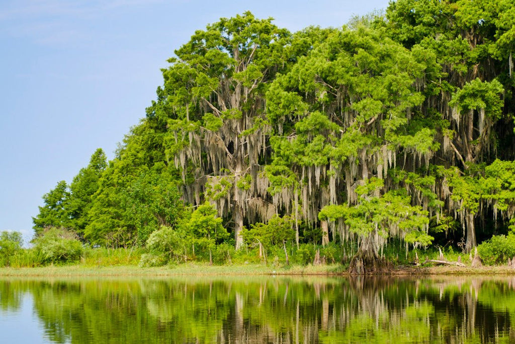 The Everglades with WOWSEA